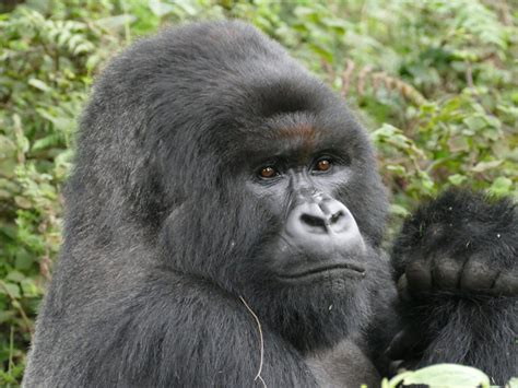 Gorilla Anatomy - Dian Fossey Gorilla Fund