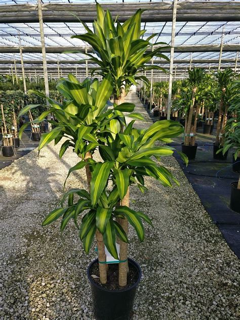 Dracaena fragrans 'Massangeana', Corn Plant | PlantVine