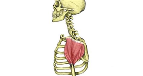 Deltoid Pain - Symptoms, Causes, Treatment & Exercises