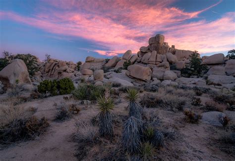 Joshua Tree National Park in the Winter - Travel Guide