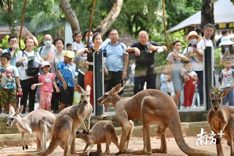 世界动物日 深圳动物园国宝齐聚欢迎游客_南方网