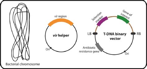 1 The T-DNA binary vector system in A. tumefaciens. | Download Scientific Diagram