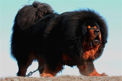 Very Large Fluffy Dog Breeds