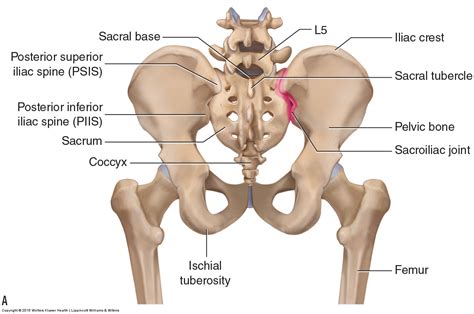 Bones of the Lumbar Spine and Pelvis