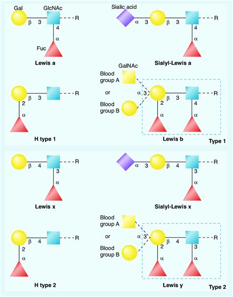 Terminal oligosaccharide structures determining the Lewis antigens and ...