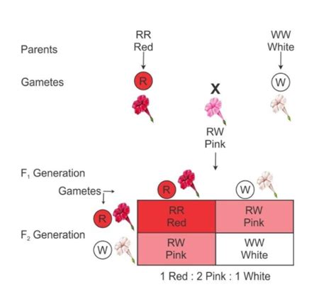 The phenotypic and genotypic ratio in incomplete dominance isA. 1:2:1B. 9:3:3:1C. 3:1\nD. 9:7