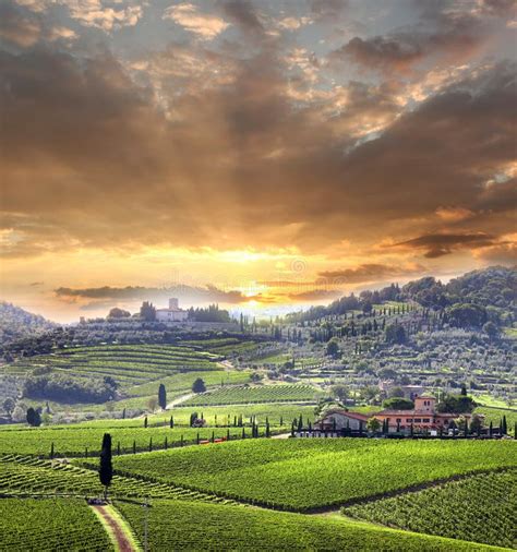 Vineyards of Radda in Chianti, Tuscany, Italy Stock Photo - Image of country, edible: 27760448