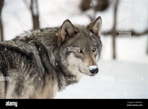 Wolf nose close up hi-res stock photography and images - Alamy