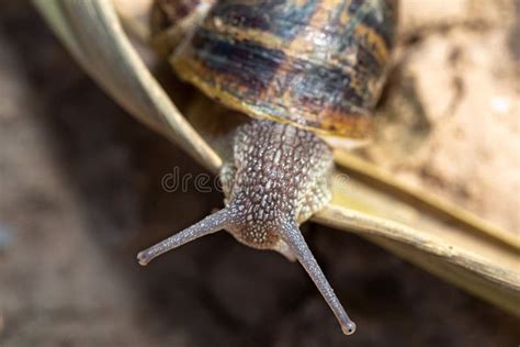 Common Garden Snail, Emerging from Shell on a Sunny Spring Day Stock Image - Image of spiral ...