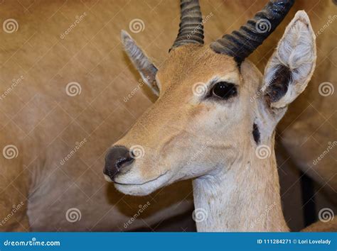 Baby Gazelle Standing beside His Mother Editorial Photo - Image of hunt ...