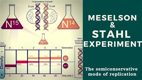 Meselsons And Stahl Experiment - YouTube