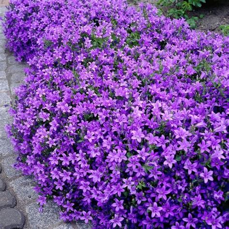 Flores Bajas Para Jardin