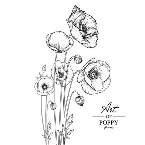 Premium Vector | Poppy leaf and flower drawings. | Poppy flower drawing, Flower drawing, Flower ...