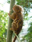 Pygmy Marmoset Facts, Baby, Habitat, Diet, Adaptations, Pictures