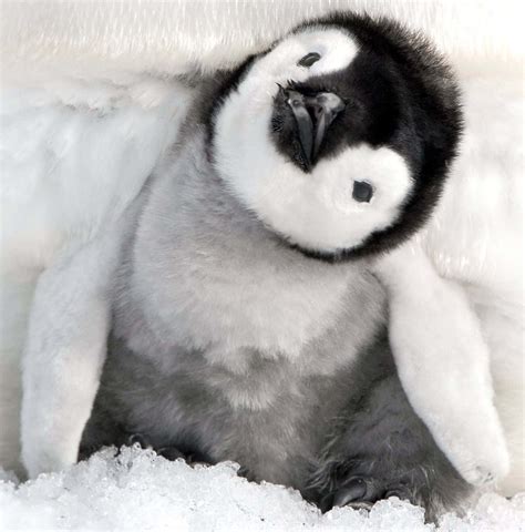 Cute Fluffy Baby Penguin