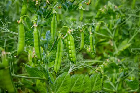 3 Main Types of Peas for Your Garden