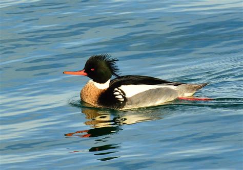 Scene in Edmonds: Bird watching - My Edmonds News