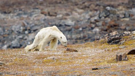 Video of Starving Polar Bear ‘Rips Your Heart Out of Your Chest’ - The ...