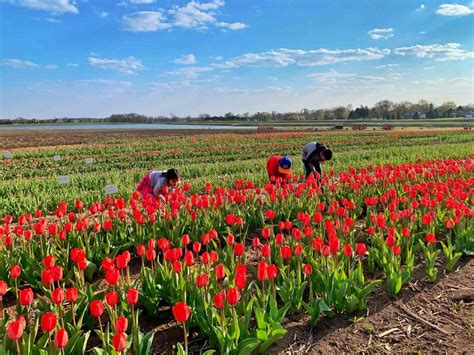 richardson-farm-tulip-festival-smell - O the Places We Go