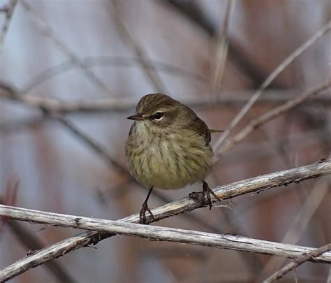 Palm Warbler--Setophaga palmarum | Western Palm Warbler in n… | Flickr