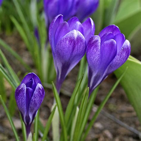 Get Crocus Ruby Giant Spring-flowering Bulbs in MI at English Gardens ...