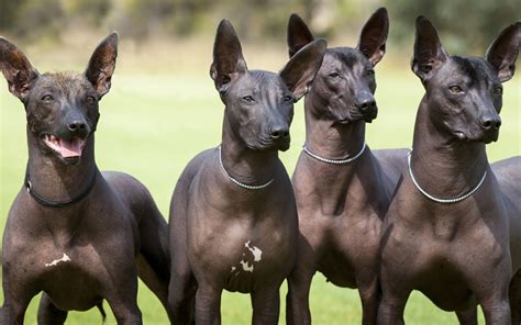 Xoloitzcuintle Breeders Australia | Xoloitzcuintle Info & puppies