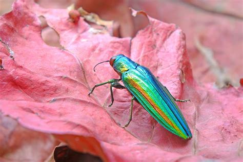 Jewel Beetles - Natural pieces of jewellery - Natural History Curiosities