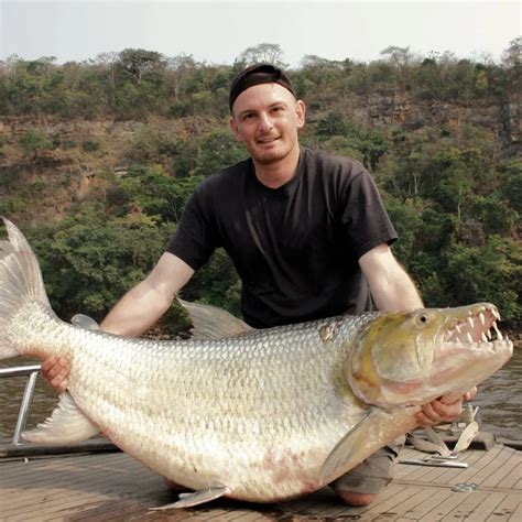 Dangerous Goliath Tigerfish Lurking In The Freshwaters | The Predatory ...