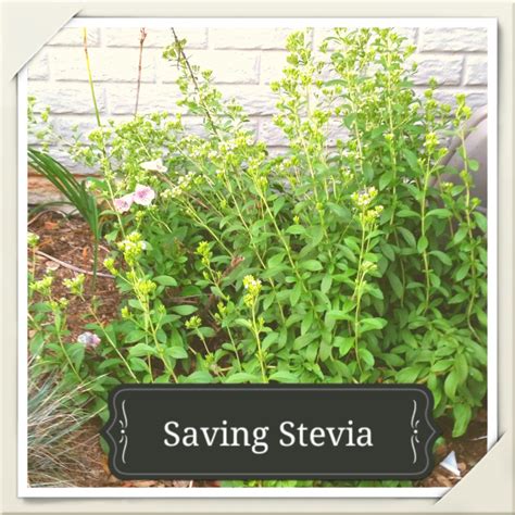 Growing Stevia: How to Plant, Grow, and Harvest Stevia Plants