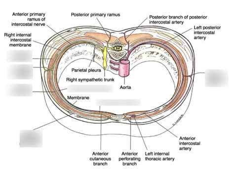 Thoracic Wall Diagram 2 Diagram | Quizlet