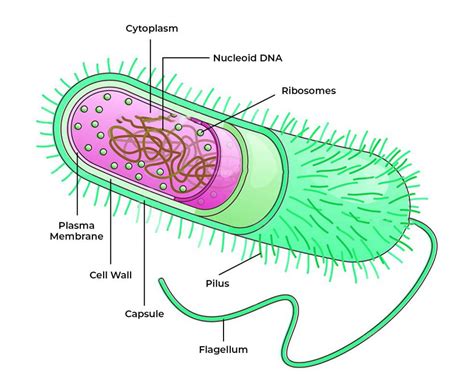 Archaebacteria - Characteristics, Classification, Importance, & Examples