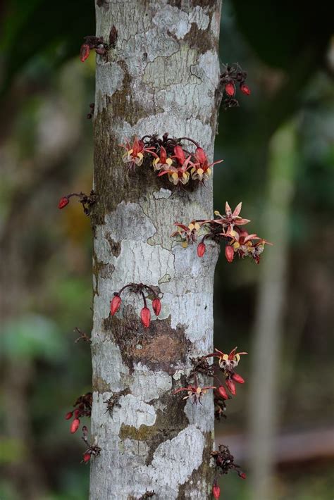 Chocolate Flowers | Many trees in the tropics produce their … | Flickr