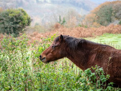 Dartmoor Pony on Behance