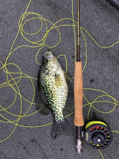 Crappie Fishing Tips for Spring, Summer, Fall and Wintertime