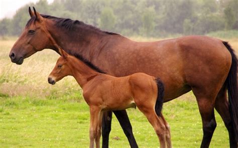 How do Horses Mate and Reproduce? - Joy of Animals