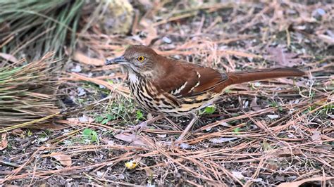Brown Thrasher, Georgia State Bird - YouTube