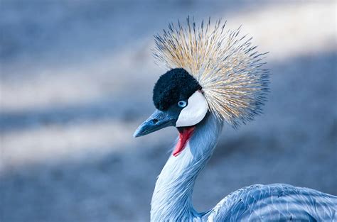 Crane Bird · Free Stock Photo