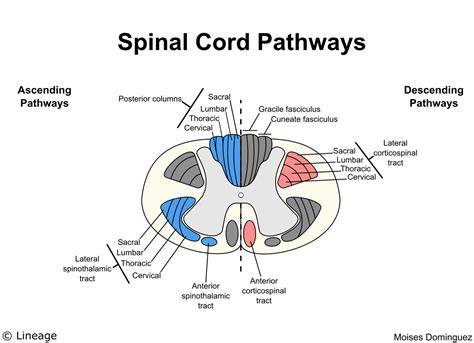 Lumbar Spinal Cord Cross Section