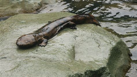 Chinese Giant Salamander | Reptiles and Amphibians | Pinterest | Chinese giant salamander ...