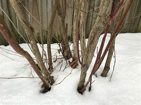 Pruning Blueberries: Step-by-step Instructions for More Fruit | Blueberry gardening, Pruning ...