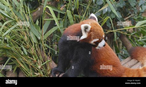 Red panda eating bamboo tree Stock Photo - Alamy