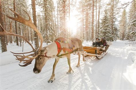 Lapland Reindeer Safari From Rovaniemi: Triphobo