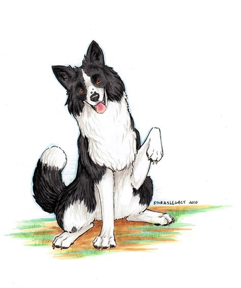 Border Collie by Stormslegacy on DeviantArt