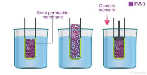 Osmotic Pressure - Definition, Formula, Examples, Solved Exercises