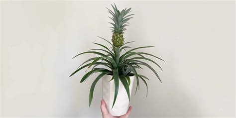 Pineapple Plant Care and Growing Guide | Plantcarefully