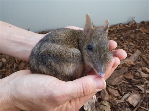 Forget the Easter Bunny and adopt an Eastern Barred Bandicoot this ...