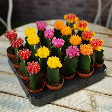 Colourful Flowering Cactus Plants By Plant Parcel | notonthehighstreet.com