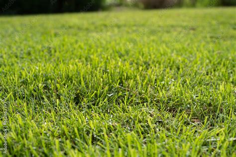 Green grass texture for background. Green lawn pattern and texture background. Close-up. Stock ...