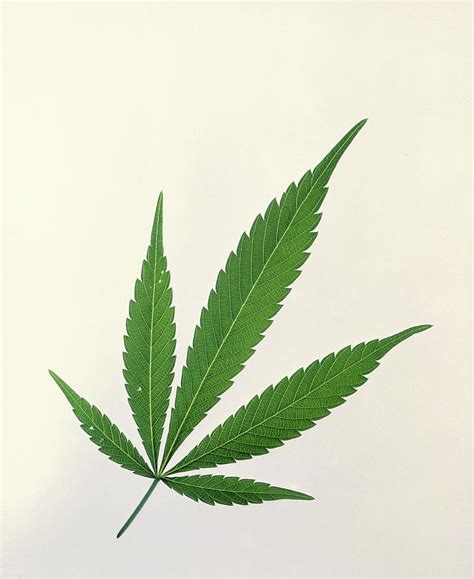 Cannabis Leaf Photograph by