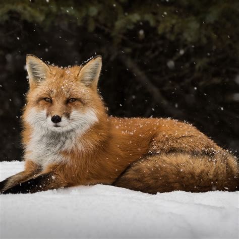 Red Fox, Snow, 8K, 7680x4320, #48 Wallpaper PC Desktop